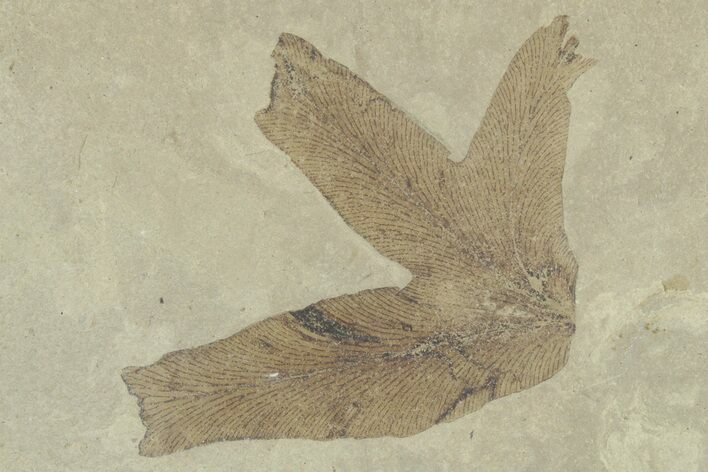 Fossil Climbing Fern (Lygodium) Leaf -Green River Formation, Utah #356128